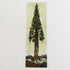 StrangeLove Skate Sticker
