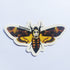 Supreme Skateboard Sticker - SkateboardStickers.com